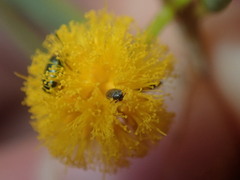 Dermestidae