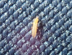 Thrips imaginis