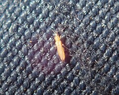 Thrips imaginis