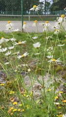 Tripleurospermum inodorum