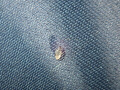 Dermestidae