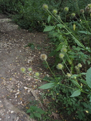 Dipsacus pilosus