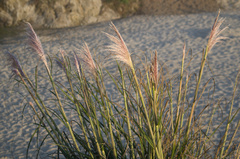 Cortaderia jubata