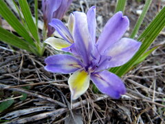 Babiana patula