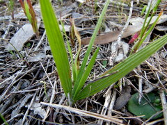 Babiana patula