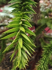Araucaria angustifolia