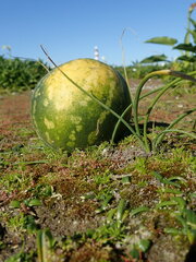 Citrullus