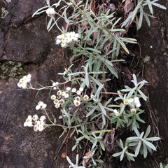 Anaphalis morrisonicola