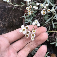 Anaphalis morrisonicola