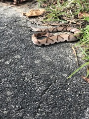 Agkistrodon contortrix