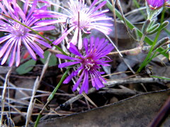 Drosanthemum ambiguum