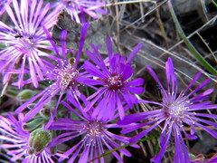 Drosanthemum ambiguum