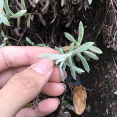 Anaphalis morrisonicola