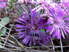 Drosanthemum ambiguum