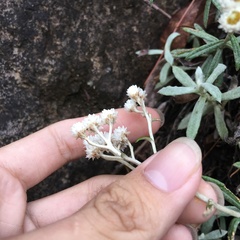 Anaphalis morrisonicola