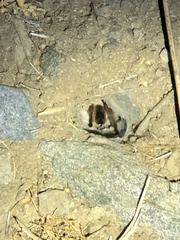 Theraphosinae