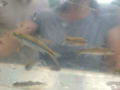 Notropis atherinoides