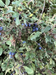 Prunus spinosa