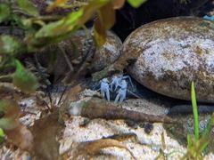 Cambarus bartonii cavatus