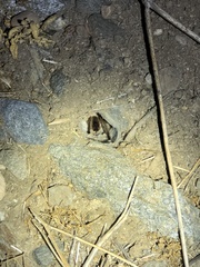 Theraphosinae