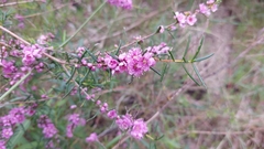 Hypocalymma robustum