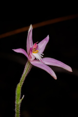 Caladenia latifolia