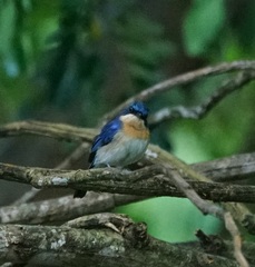 Cyornis