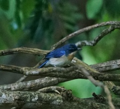Cyornis