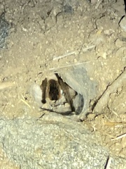 Theraphosinae