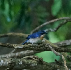 Cyornis