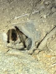 Theraphosinae