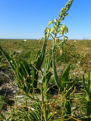 Albuca