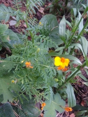 Tagetes