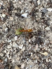 Formica pallidefulva