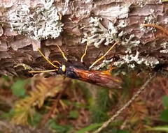 Urocerus gigas