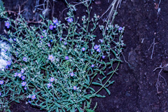 Chaenostoma floribundum