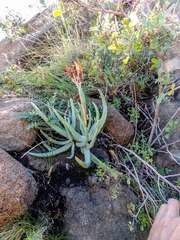 Cotyledon orbiculata dactylopsis