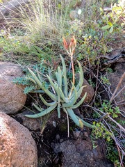 Cotyledon orbiculata dactylopsis
