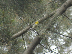 Setophaga occidentalis