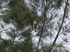 Setophaga occidentalis