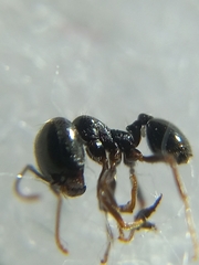 Trichomyrmex