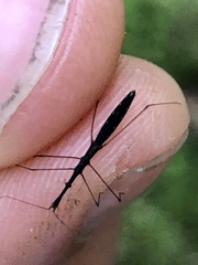 Hydrometra stagnorum