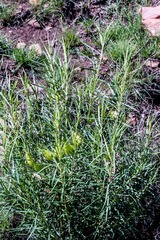 Gomphocarpus fruticosus