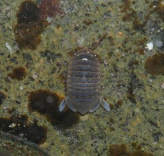 Exosphaeroma