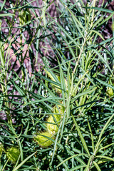Gomphocarpus fruticosus