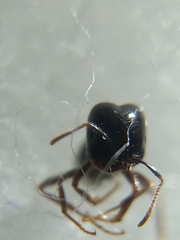 Trichomyrmex
