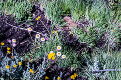 Helichrysum elegantissimum
