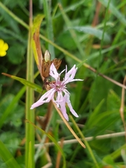 Silene flos-cuculi