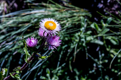 Helichrysum elegantissimum