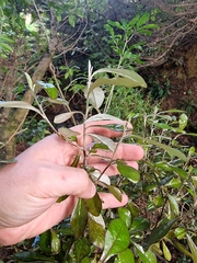 Corokia
